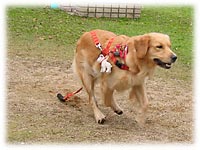 �n�C�p�[�n�C�����I�����I