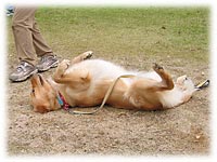 ��u�̑��Ƃ���I