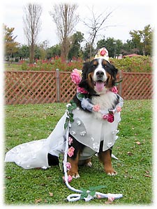 ��P�P��w�΂ɉ�x�ɂāB