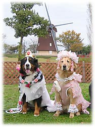 �n���E�B���̈ߑ��𒅂��G���[�����Ƃ΁[�Ɂ[