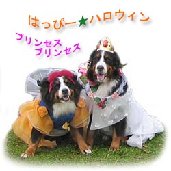 �n���E�B���̈ߑ��𒅂��΁[�Ɂ[�Ɖ��������