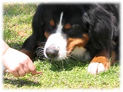 �V���f�B�����A����΂�I