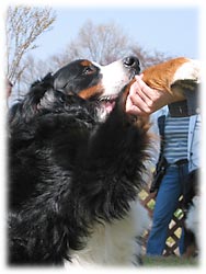 �傫�Ȃ����̃��T�V�N