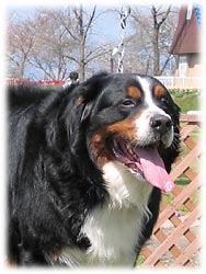 ���F�B�����ς��A�N�b�L�[�N�I