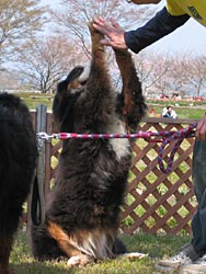 ����΂郉�u�����