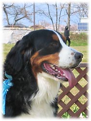 �A�g���X�N