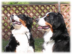 ���ǂ���2�C�I