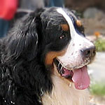 �t�F���f�B�N