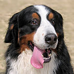 �e�B���N�N