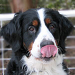 �G�N�����