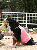 �u�����v����Ȃ��āu�����v����B