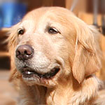 �G���[�����