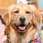 �n�C�W�����