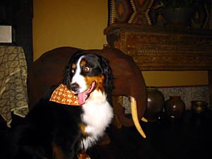 �����͂�������̃o���_�i�ł��B