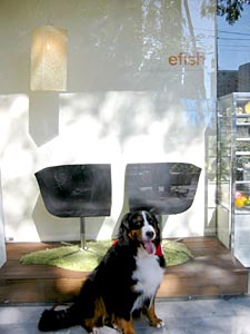 �������Ń��_���ȓX��������̃f�B�X�v���C�B