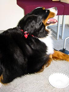 �ǂ��q�̂�񂱂ɁA���K��ԁB