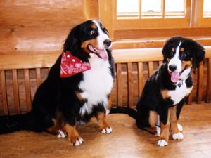 �V���f�B�����i�T�����j�ƁB