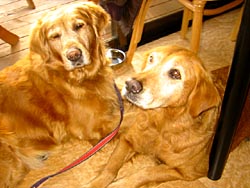 �X�΂ƂP�Q�΂̃V�j�A�g�B