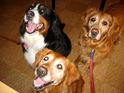 ����A�����[��������͂₭���[��