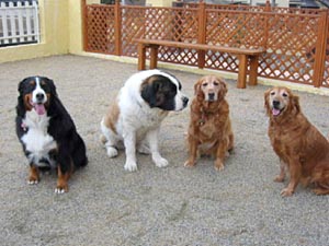 �n�C�W�����͑傫����`�B