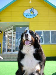 �΁[�Ɂ[�A�n�C�|�[�Y!!