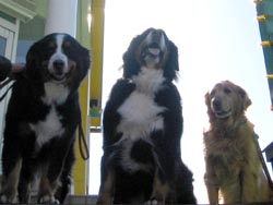 �K�i���猩���낷��񂱒B