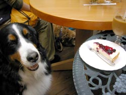 �P�[�L�A�����`���D����