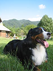 くつろぎタイムのばーにー