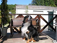 �e���X�̂΂������