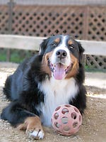 �h�b�O�����ŁI