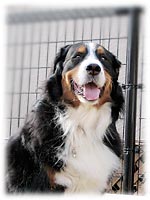 �h�b�O������Happy�I