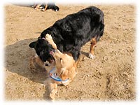 �u�ނɂ����v