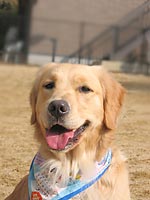 �n�C�W�����