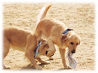 �Ƃ肠��������