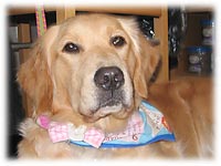 �n�C�W�����