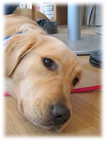 �n�C�W�����