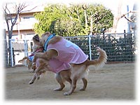 ��͂��Ⴌ�̃t����&�n�C�W�����