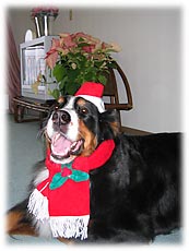 おめかしばーにー