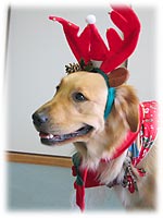 �g�i�J�C�t���������