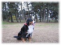 湖岸の松林で・・・。