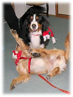 �������ǂ��n�C�W������