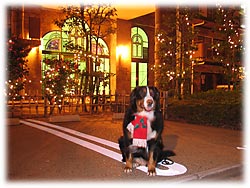 イルミネーションがとってもきれい!