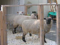 �܂�������ԉ��ɂЂ�����I