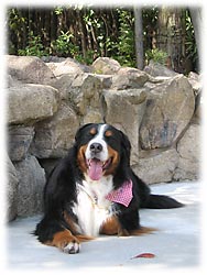 �u�؉A�Ȃ̂łЂ��肵�Ă����B�v