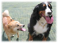 �u��낵���`�B�v