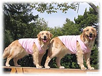 ���܂��Ă�ˁ`�B