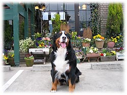 ���Ԃ������ς��B