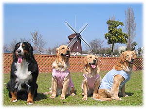 �傫�ȕ��Ԃ��o�b�N�ɁB