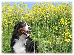 �؂̉ԂƂ΁[�Ɂ[