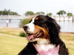 ���i�΂��o�b�N�ɂ��낮�A�΁[�Ɂ[�B